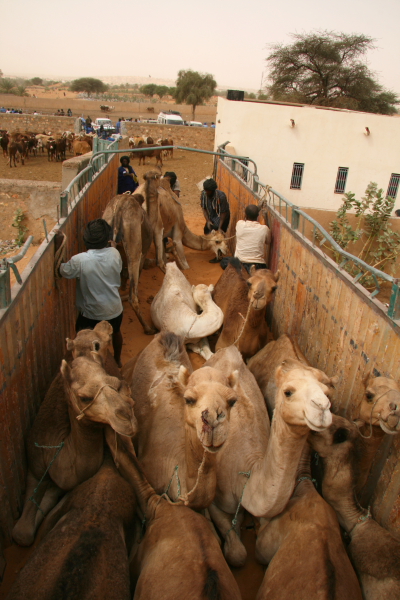 at the camel market in kiffa 2.JPG